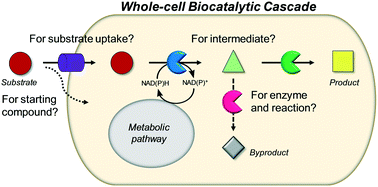 Graphical abstract: Design and engineering of whole-cell biocatalytic cascades for the valorization of fatty acids