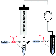 Graphical abstract: Efficient continuous-flow aldehyde tag conversion using immobilized formylglycine generating enzyme