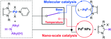 Graphical abstract: Preventing Pd–NHC bond cleavage and switching from nano-scale to molecular catalytic systems: amines and temperature as catalyst activators