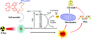Graphical abstract: Biocompatible ruthenium polypyridyl complexes as efficient radiosensitizers