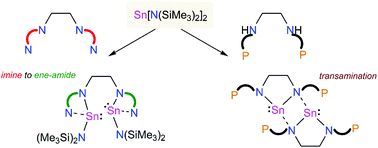 Graphical abstract: Versatile coordinating abilities of acyclic N4 and N2P2 ligand frameworks in conjunction with Sn[N(SiMe3)2]2