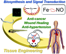 Graphical abstract: Fe in biosynthesis, translocation, and signal transduction of NO: toward bioinorganic engineering of dinitrosyl iron complexes into NO-delivery scaffolds for tissue engineering