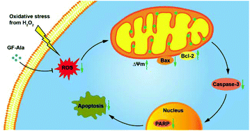 Graphical abstract: Anti-apoptosis effect of amino acid modified gadofullerene via a mitochondria mediated pathway