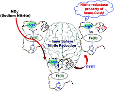 Graphical abstract: Nitrite reductase activity of heme and copper bound Aβ peptides