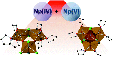 Graphical abstract: Mixed-valent neptunium oligomer complexes based on cation–cation interactions