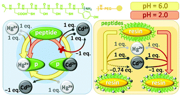 Graphical abstract: Hg2+ and Cd2+ binding of a bioinspired hexapeptide with two cysteine units constructed as a minimalistic metal ion sensing fluorescent probe