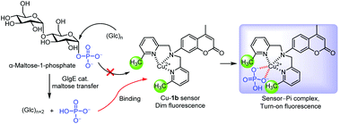 Graphical abstract: A copper(ii)–dipicolylamine–coumarin sensor for maltosyltransferase assay