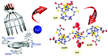 Graphical abstract: endo- versus exo-Cyclic coordination in copper complexes with methylthiazolylcarboxylate tacn derivatives