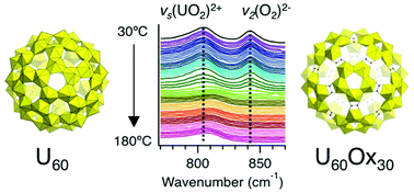 Graphical abstract: In situ Raman spectroscopy of uranyl peroxide nanoscale cage clusters under hydrothermal conditions