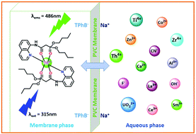 Graphical abstract: A light activated CMP conjugated 8-aminoquinoline turn-on fluorescent optode for selective determination of Th4+ in an aqueous environment