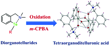 Graphical abstract: Oxidation behavior of intramolecularly coordinated unsymmetrical diorganotellurides: isolation of novel tetraorganoditelluronic acids, [RR′Te(μ-O)(OH)2]2