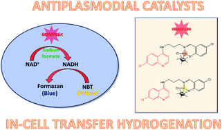 Graphical abstract: N,O-Chelating quinoline-based half-sandwich organorhodium and -iridium complexes: synthesis, antiplasmodial activity and preliminary evaluation as transfer hydrogenation catalysts for the reduction of NAD+