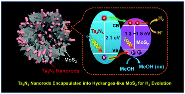 Graphical abstract: Ta3N5 nanorods encapsulated into 3D hydrangea-like MoS2 for enhanced photocatalytic hydrogen evolution under visible light irradiation