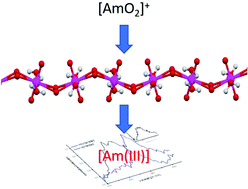Graphical abstract: Americium incorporation into studtite: a theoretical and experimental study