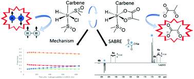 Graphical abstract: Mechanistic insight into novel sulfoxide containing SABRE polarisation transfer catalysts