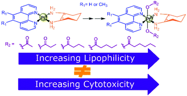 Graphical abstract: Synthesis, characterisation and potent cytotoxicity of unconventional platinum(iv) complexes with modified lipophilicity