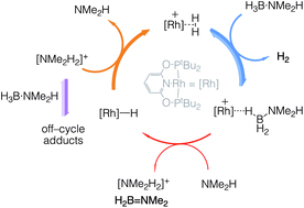 Graphical abstract: The role of neutral Rh(PONOP)H, free NMe2H, boronium and ammonium salts in the dehydrocoupling of dimethylamine-borane using the cationic pincer [Rh(PONOP)(η2-H2)]+ catalyst