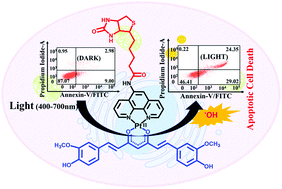 Graphical abstract: Photocytotoxic cancer cell-targeting platinum(ii) complexes of glucose-appended curcumin and biotinylated 1,10-phenanthroline