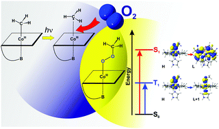 Graphical abstract: Aerobic photolysis of methylcobalamin: structural and electronic properties of the Cbl–O–O–CH3 intermediate