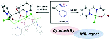 Graphical abstract: Copper complexes for the promotion of iminopyridine ligands derived from β-alanine and self-aldol additions: relaxivity and cytotoxic properties