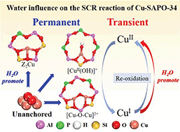 Graphical abstract: Promoting effects of water on the NH3-SCR reaction over Cu-SAPO-34 catalysts: transient and permanent influences on Cu species
