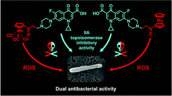 Graphical abstract: Organometallic ciprofloxacin conjugates with dual action: synthesis, characterization, and antimicrobial and cytotoxicity studies