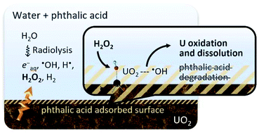 Graphical abstract: γ-Radiation and H2O2 induced oxidative dissolution of uranium(iv) oxide in aqueous solution containing phthalic acid