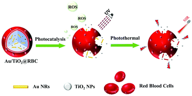 Graphical abstract: Erythrocyte membrane nano-capsules: biomimetic delivery and controlled release of photothermal–photochemical coupling agents for cancer cell therapy