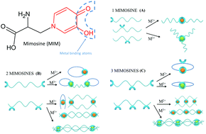 Graphical abstract: Metal self-assembly mimosine peptides with enhanced antimicrobial activity: towards a new generation of multitasking chelating agents