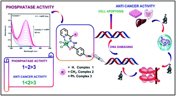 Graphical abstract: Designing of novel zinc(ii) Schiff base complexes having acyl hydrazone linkage: study of phosphatase and anti-cancer activities
