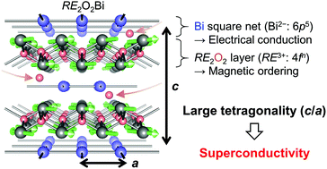 Graphical abstract: Tetragonality induced superconductivity in anti-ThCr2Si2-type RE2O2Bi (RE = rare earth) with Bi square nets