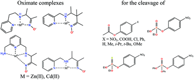 Graphical abstract: Mechanistic study of carboxylic acid and phosphate ester cleavage by oximate metal complexes surpassing the limiting reactivity of highly basic free oximate anions