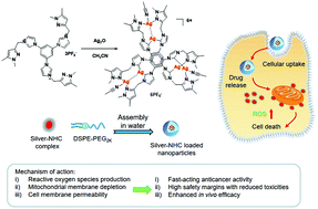 Graphical abstract: Novel fast-acting pyrazole/pyridine-functionalized N-heterocyclic carbene silver complexes assembled with nanoparticles show enhanced safety and efficacy as anticancer therapeutics