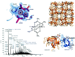 Graphical abstract: Protein interactions of dirhodium tetraacetate: a structural study