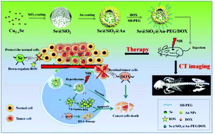 Graphical abstract: Se@SiO2@Au-PEG/DOX NCs as a multifunctional theranostic agent efficiently protect normal cells from oxidative damage during photothermal therapy