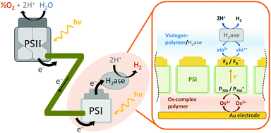 Graphical abstract: A photosystem I monolayer with anisotropic electron flow enables Z-scheme like photosynthetic water splitting