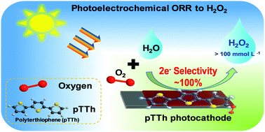 Graphical abstract: Efficient hydrogen peroxide synthesis by metal-free polyterthiophene via photoelectrocatalytic dioxygen reduction