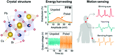 Graphical abstract: Origin of high piezoelectricity of inorganic halide perovskite thin films and their electromechanical energy-harvesting and physiological current-sensing characteristics