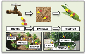 Graphical abstract: Emerging investigator series: towards a framework for establishing the impacts of pharmaceuticals in wastewater irrigation systems on agro-ecosystems and human health