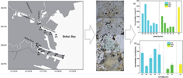 Graphical abstract: Occurrence and distribution of microplastics in the surface water and sediment of two typical estuaries in Bohai Bay, China