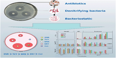 Graphical abstract: Sensitivity assessment of denitrifying bacteria against typical antibiotics in groundwater