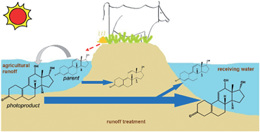 Graphical abstract: Sorption and transport of trenbolone and altrenogest photoproducts in soil–water systems