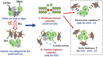 Graphical abstract: Humic acid mitigated toxicity of graphene-family materials to algae through reducing oxidative stress and heteroaggregation