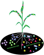 Graphical abstract: Metabolomics reveals that engineered nanomaterial exposure in soil alters both soil rhizosphere metabolite profiles and maize metabolic pathways