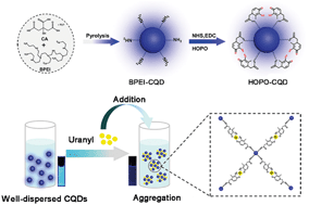 Graphical abstract: 3,4-Hydroxypyridinone-modified carbon quantum dot as a highly sensitive and selective fluorescent probe for the rapid detection of uranyl ions