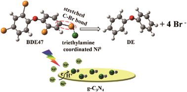 Graphical abstract: Ligand directed debromination of tetrabromodiphenyl ether mediated by nickel under visible irradiation