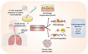 Graphical abstract: Acquisition of cancer stem cell-like properties in human small airway epithelial cells after a long-term exposure to carbon nanomaterials