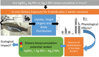 Graphical abstract: Dietary exposure to silver nitrate compared to two forms of silver nanoparticles in rainbow trout: bioaccumulation potential with minimal physiological effects