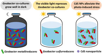 Graphical abstract: CdS nanoparticles alleviate photo-induced stress in Geobacter co-cultures