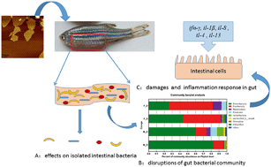 Graphical abstract: Chronic exposure to graphene oxide (GO) induced inflammation and differentially disturbed the intestinal microbiota in zebrafish
